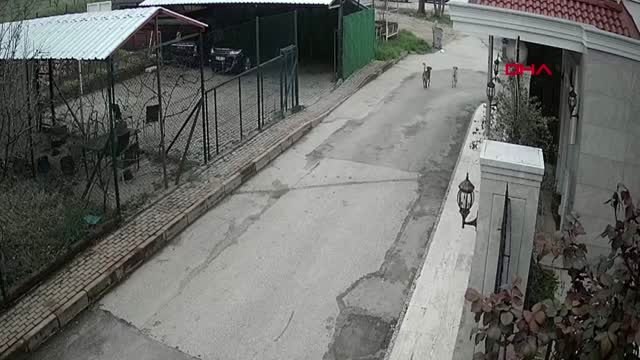 BURSA OTOMOBİLİYLE GELİP, SOKAK KÖPEKLERİNE ATEŞ AÇAN SALDIRGAN, ARANIYOR