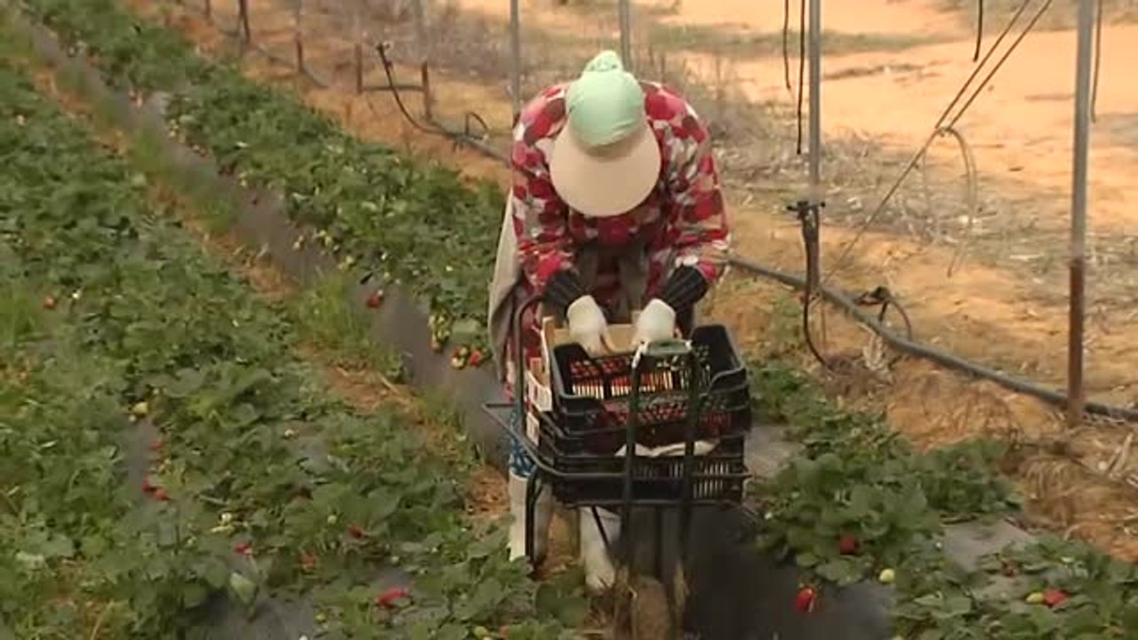 Parados e inmigrantes para recoger las cosechas