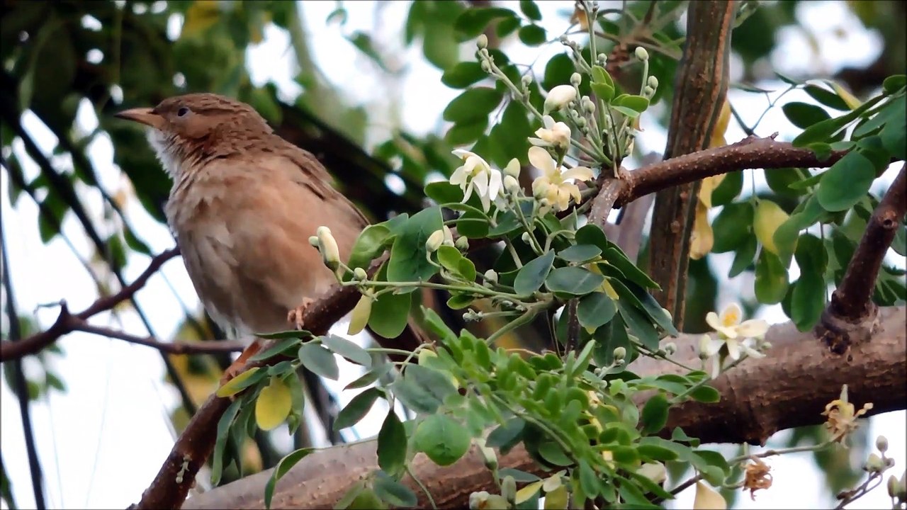 A Bird Cleaning Itself Natue Works