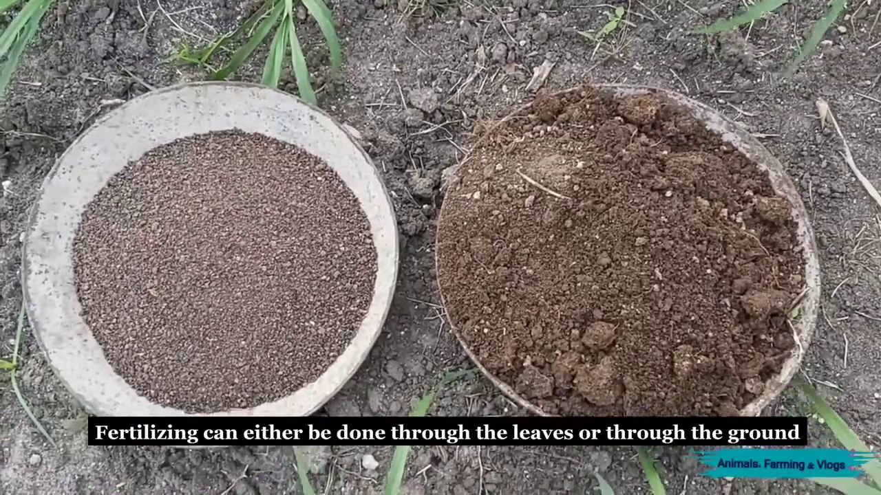 Organic Fertilizer For Orange Trees In The Farm
