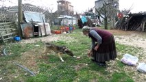 Doğa Severler Yaylada Yazlıkçıların Bırakıp Gittiği Hayvanları Besledi