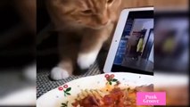 Cute and Funny Cats Videos Compilations  Funny Animal Fails Compilations