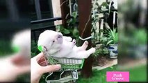 Cute and Funny Dogs Videos Compilations   Funny Animal Fails Compilations