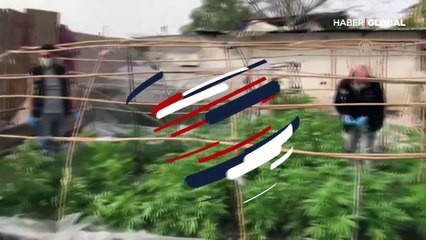 Hint keneviri serası! 'Dışarı çıkamadım, bahçeme ektim, içecektim' savunması