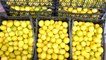 Limon ihracatı Tarım ve Orman Bakanlığı'nın ön iznine bağlandı