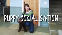 PUPPY SOCIALISATION