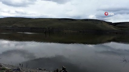 Pelikanlar Kars Baraj Gölü'ne Erken Geldİ