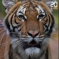 Coronavirus : Un tigre d'un zoo de New York testé positif