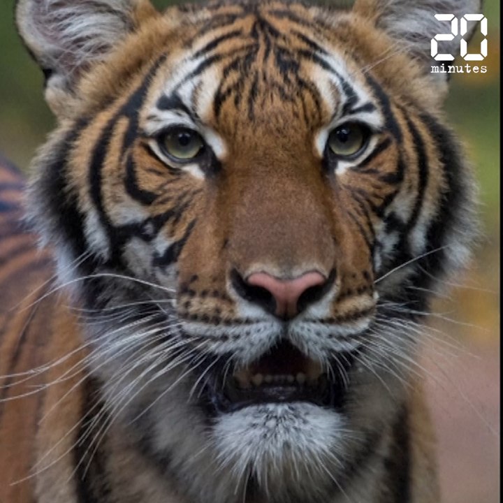 Coronavirus : Un tigre d'un zoo de New York tes...