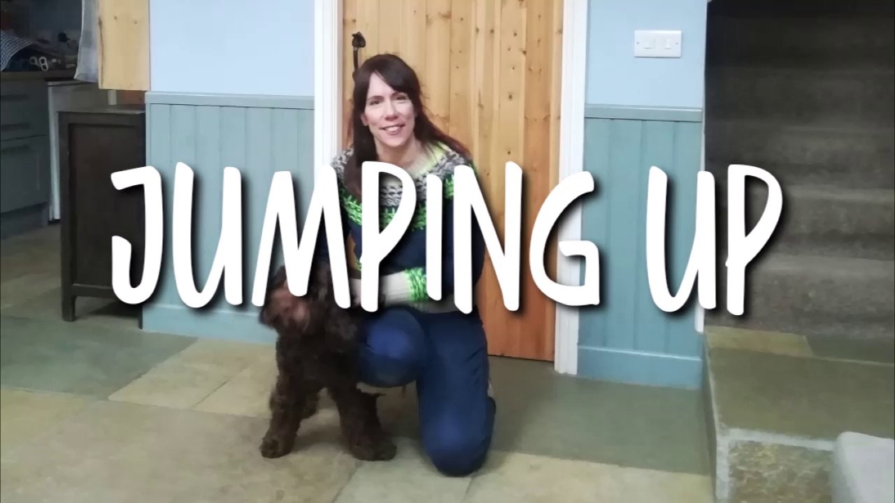 STOP YOUR DOG JUMPING UP