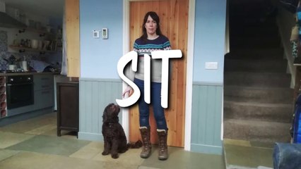 TEACH YOUR DOG TO "SIT"