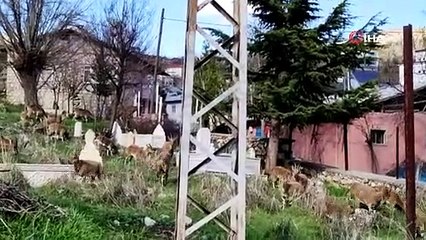 Vatandaşlar evde kalınca, yaban keçileri çatılara kadar çıktı