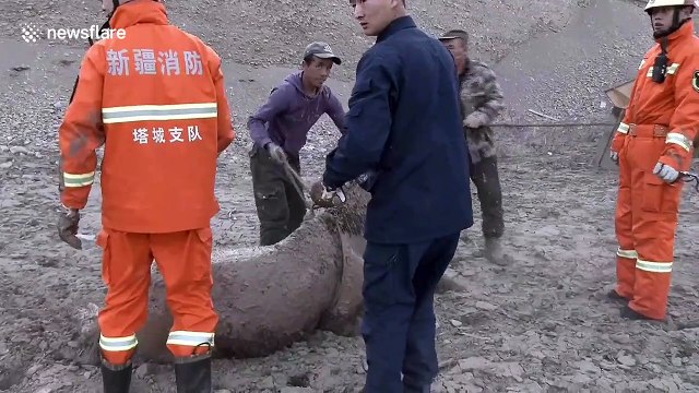 Firefighters rescue 18 horses trapped in mire in northern China