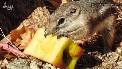 Do Animals Get Drunk in the Wild?