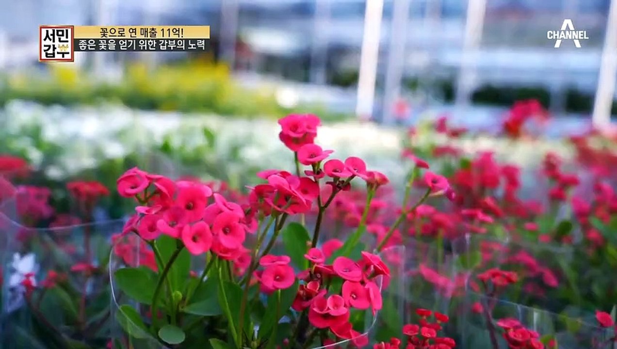 '내가 파는 꽃은 내가 직접 고른다' 좋은 꽃을 얻기 위한 갑부의 노력!