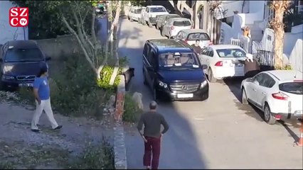 Şehir merkezinde domuzu gören şaştı kaldı!