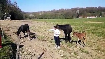 Naissances en temps de confinement à la ferme des Buis à Valentigney