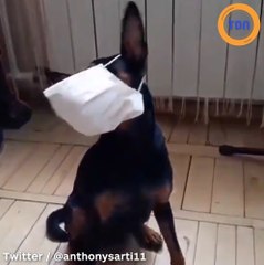 Ce chien vous  montre comment  bien mettre  votre masque !