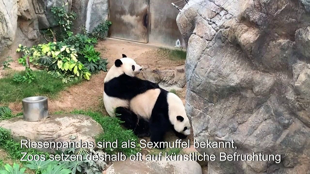 Zoo menschenleer - Pandas paaren sich