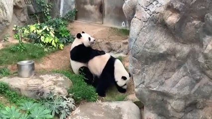 Download Video: Dos pandas de un zoo de Hong Kong se aparean por primera vez en diez años