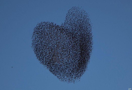 Un oiseau profite du confinement pour faire son nid dans un endroit improbable