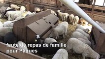 La filière de l'agneau français menacée par le coronavirus