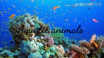 समुद्री जीव | समुद्री जीव के बारे में जानकारी हिन्दी में | water animals in hindi | aquatic animals in hindi