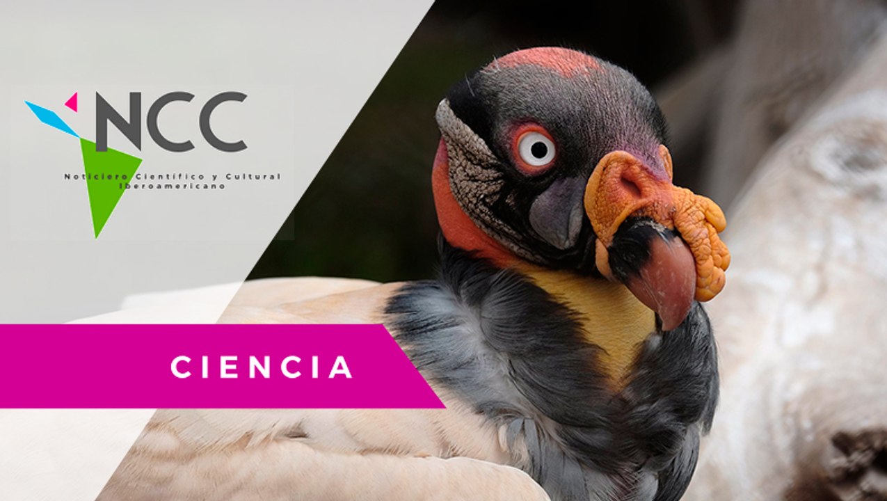 Zo­pi­lo­tes: las aves con án­trax y có­le­ra en sus in­tes­ti­nos que co­men ca­dá­ve­res