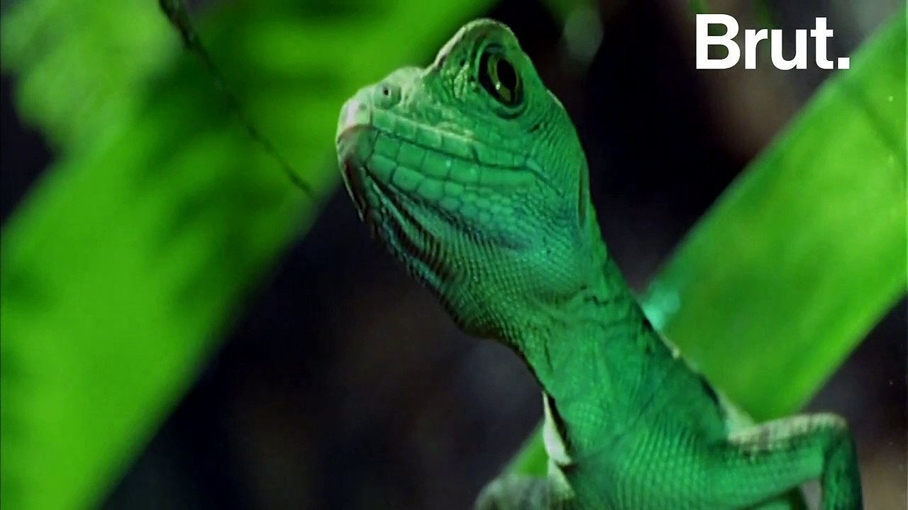 Le "lézard Jésus", un lézard capable de marcher sur l'eau