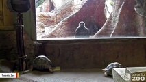 Watch Gorillas React To A Visit By Tortoises