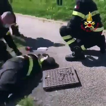 Cologno Monzese (MI) - Anatroccoli intrappolati in un tombino liberati dai Vigili del Fuoco (07.04.20)
