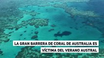 La Gran Barrera de Coral de Australia es víctima del verano austral