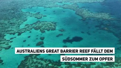 Australiens Great Barrier Reef fällt dem Südsommer zum Opfer