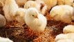 People Have Started Panic-Buying Baby Chicks