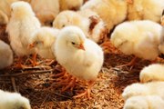 People Have Started Panic-Buying Baby Chicks