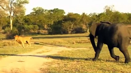 Animals Fight ,Powerful Lion vs bull, Elephant Crocodile ,vs Elephant Lion attacks , Lion lucky Escape