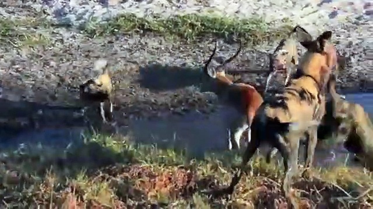 Animals Fighting, For Foods ,Hyenas vs Wild ,dog  Moments, Of Wild Animal Fights, - Animals Documentary