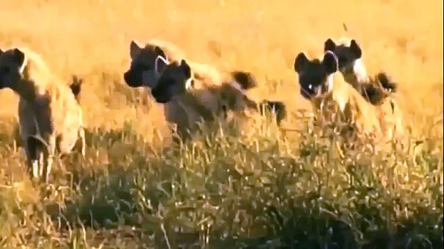 Animals Fighting, For Foods ,Lion vs Hyena, Hyenas attack, lioness but ,male lion ,comes for revenge