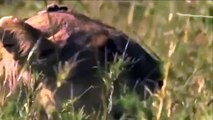 Animals Fight ,Wild-boar vs Lion,  Amazing Lion ,Attack Family ,Warthog in South ,America