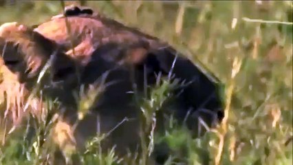 Animals Fight ,Wild-boar vs Lion,  Amazing Lion ,Attack Family ,Warthog in South ,America