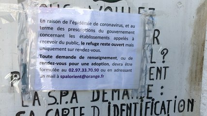 Coronavirus: les adoptions à la peine à la SPA