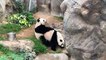 Coronavirus : les pandas de Hong Kong profitent de la fermeture du zoo pour enfin s'accoupler