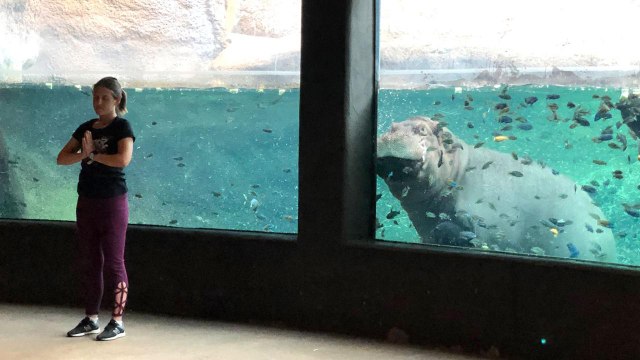 San Antonio Zoo Livestream Lets You Practice Yoga With Lions, Bears, and Other Creatures