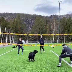 Une chienne joue au volley-ball