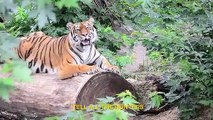 I Saw A Tiger By Joe Exotic - Tiger King - Netflix