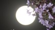 [영상] 올해 가장 큰 보름달 '슈퍼문' / YTN