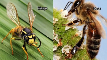COMMONLY CONFUSED ANIMALS