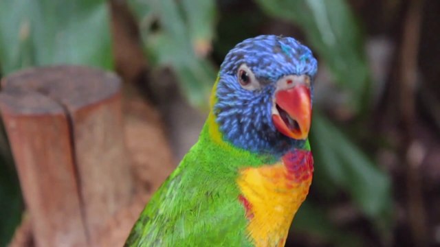 Soulful n Heart Beats with this Music Ineviitable with Beautiful Parrot