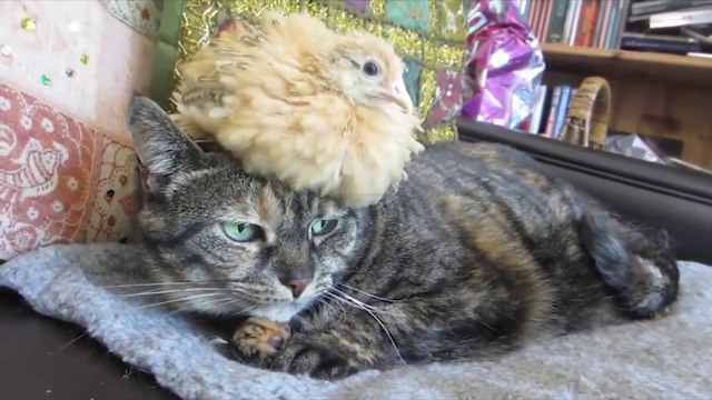 Un chat et un poussin meilleurs amis... Tellement adorable