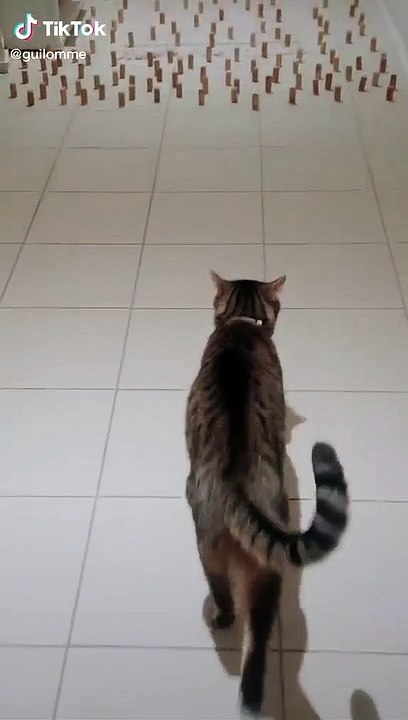 Ce chat va-t-il réussir le défi des bouchons... Oui, enfin presque